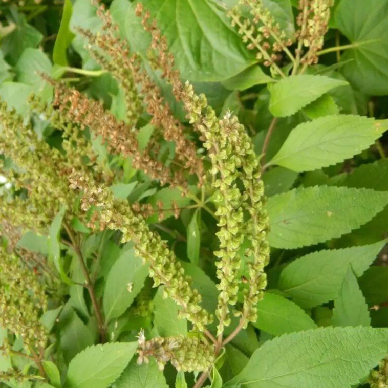 Benefícios da Alfavaca: Para Que Serve, Como Usar e Seus Poderes Naturais